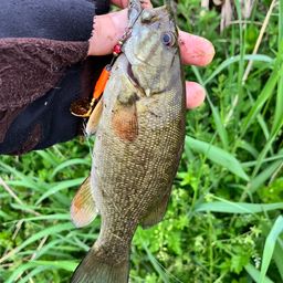 スモールマウスバス