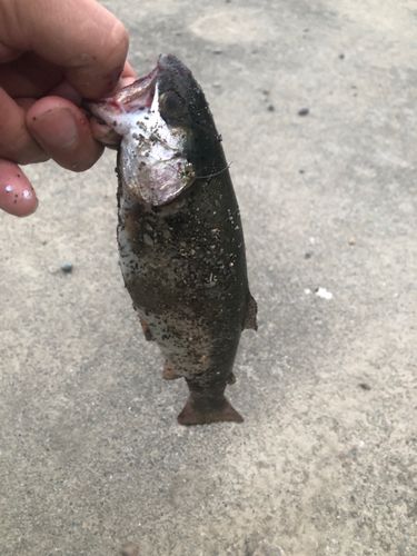 ニジマスの釣果