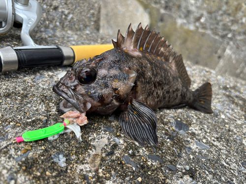 ハチガラの釣果