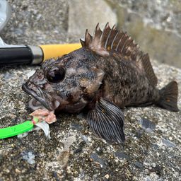 ハチガラ