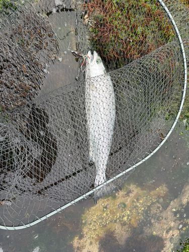 ウミサクラの釣果