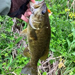 スモールマウスバス