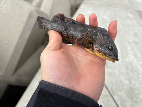 ハゴトコの釣果