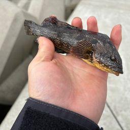 ハゴトコ