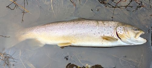 ブラウントラウト