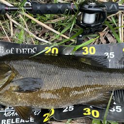 スモールマウスバス