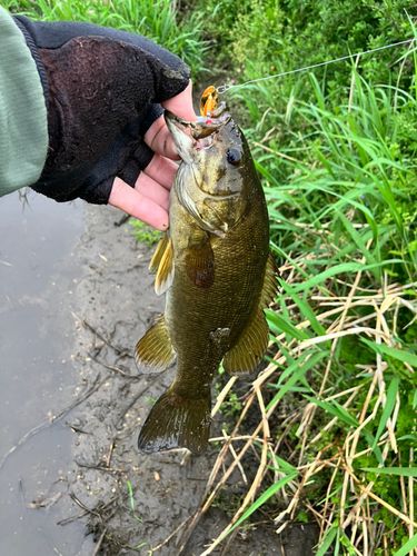 スモールマウスバスの釣果