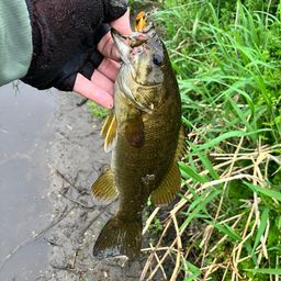 スモールマウスバス