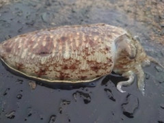 コウイカの釣果