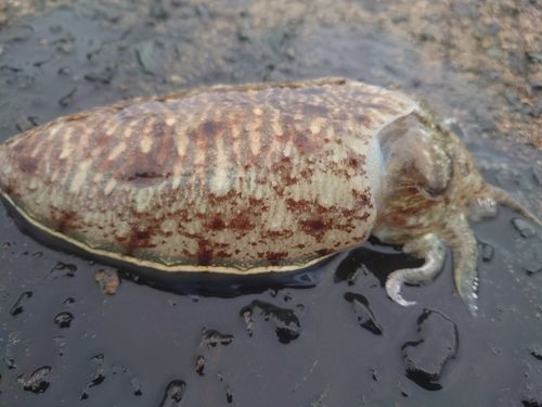 コウイカの釣果