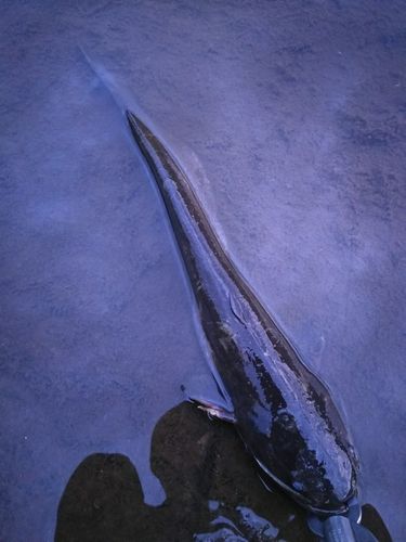 マナマズの釣果