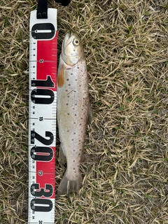 ブラウントラウトの釣果