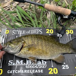 スモールマウスバス