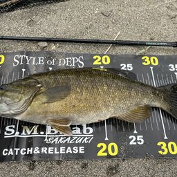 スモールマウスバス