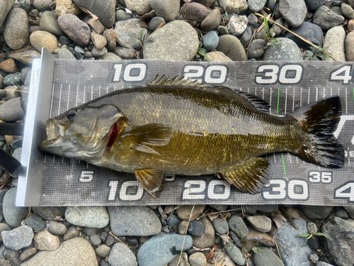 スモールマウスバスの釣果