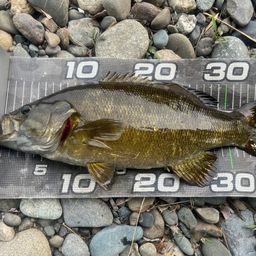 スモールマウスバス