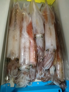 ヤリイカの釣果