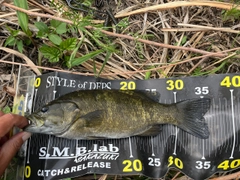 スモールマウスバスの釣果