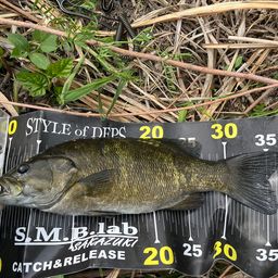 スモールマウスバス