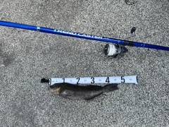 アブラコの釣果