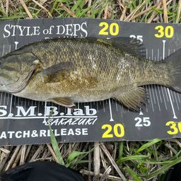 スモールマウスバス