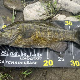 スモールマウスバス