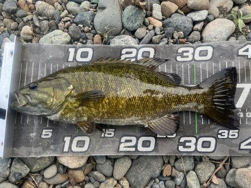 スモールマウスバスの釣果