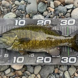 スモールマウスバス