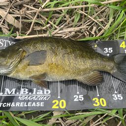 スモールマウスバス