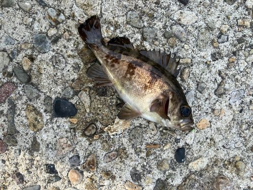 メバルの釣果