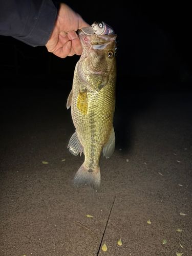 ラージマウスバスの釣果