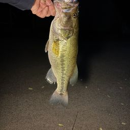 ラージマウスバス