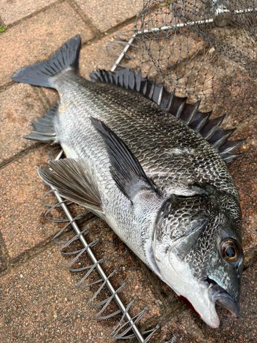 クロダイの釣果