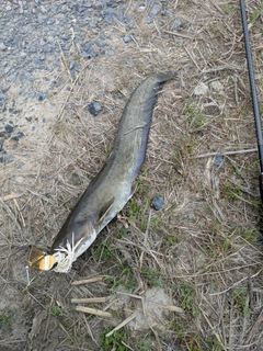 ナマズの釣果