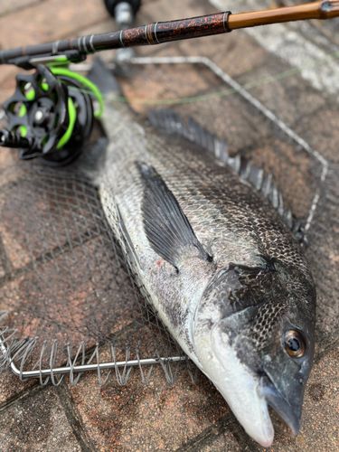 クロダイの釣果