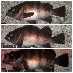 メバルの釣果
