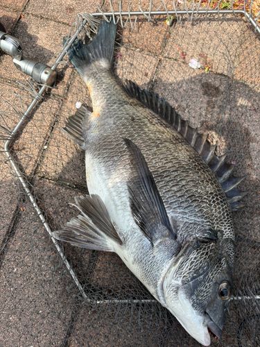 クロダイの釣果