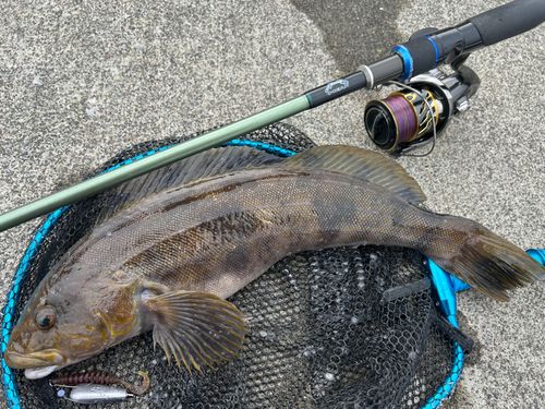アイナメの釣果