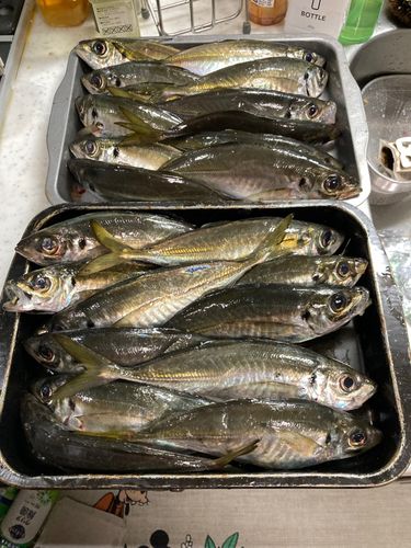 アジの釣果