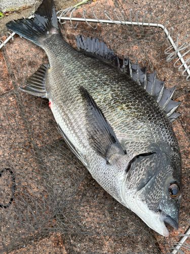 クロダイの釣果