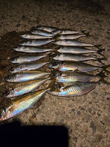 アジの釣果