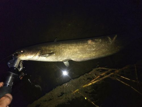マナマズの釣果