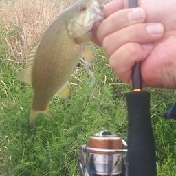 スモールマウスバス