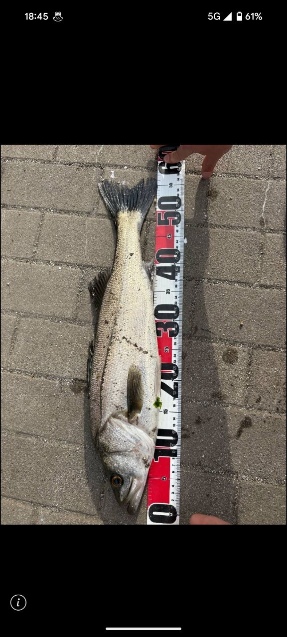 フッコ（ヒラスズキ）