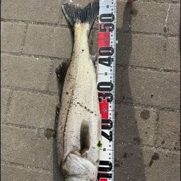 フッコ（ヒラスズキ）