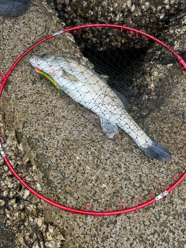 マルスズキの釣果