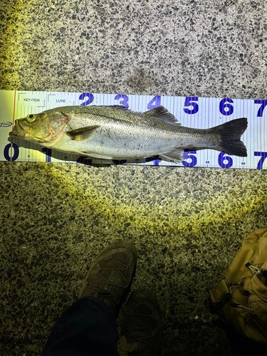 スズキの釣果