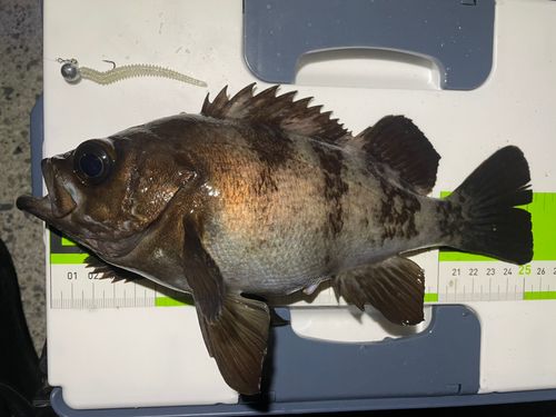 メバルの釣果