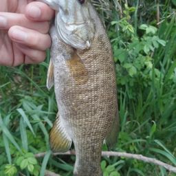 スモールマウスバス