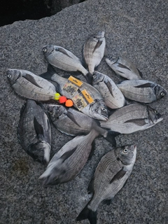 クロダイの釣果